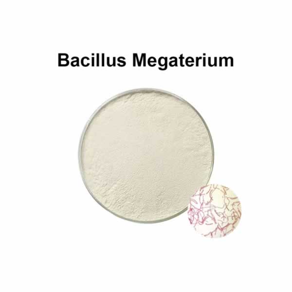 Bacillus megaterium — это пробиотик для здоровья животных и сельскохозяйственных целей.